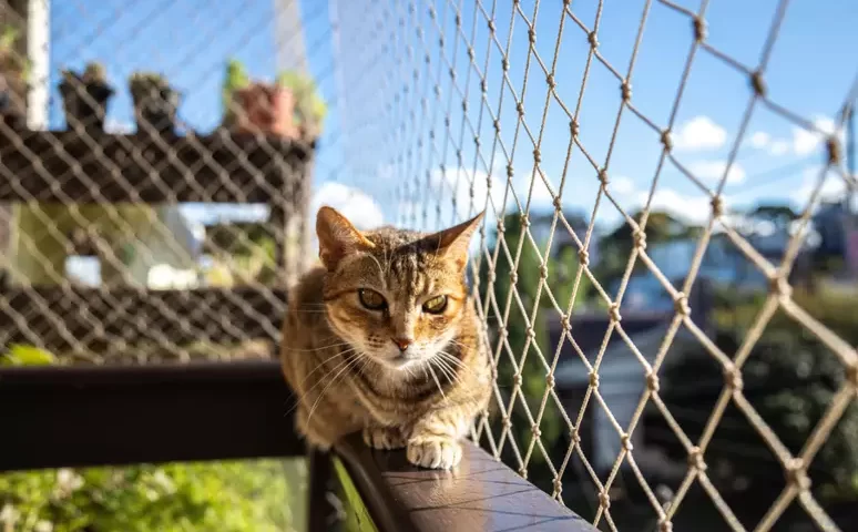 tela de proteçãopara gatos