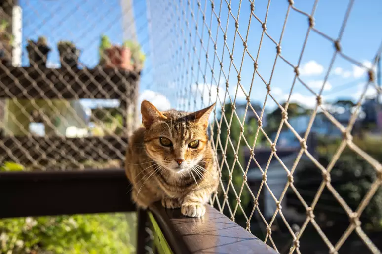 tela de proteçãopara gatos